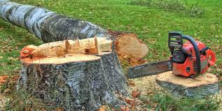 Tree and Shrub Care in Fort Hood, TX