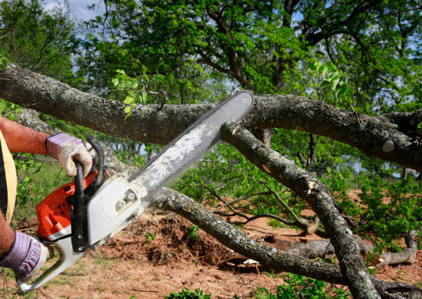 Organic Lawn Care Solutions in Fort Hood, TX